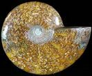 Wide Polished Cleoniceras Ammonite - Madagascar #49437-1